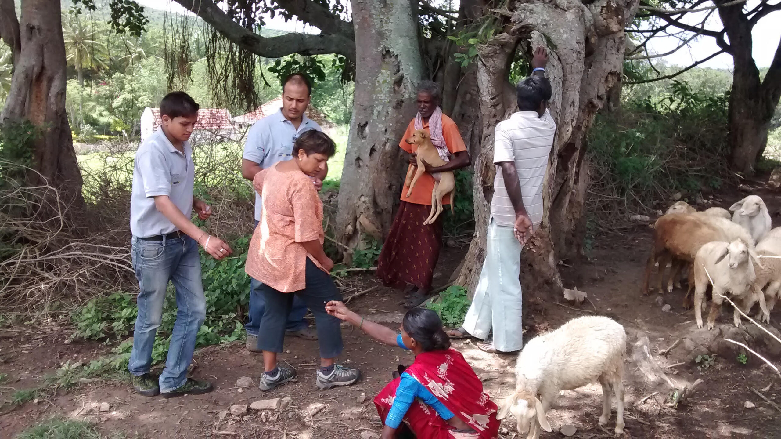 Goat killed by leopord